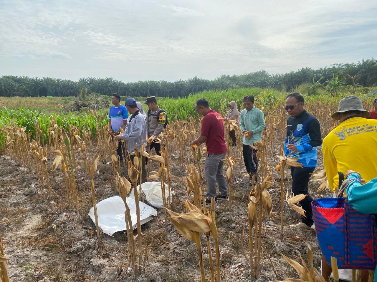 Bhabinkamtibmas Polsek Sematu Jaya Hadiri dan Dukung Kegiatan Panen Jagung Program Ketahanan Pangan di Desa Batu Ampar