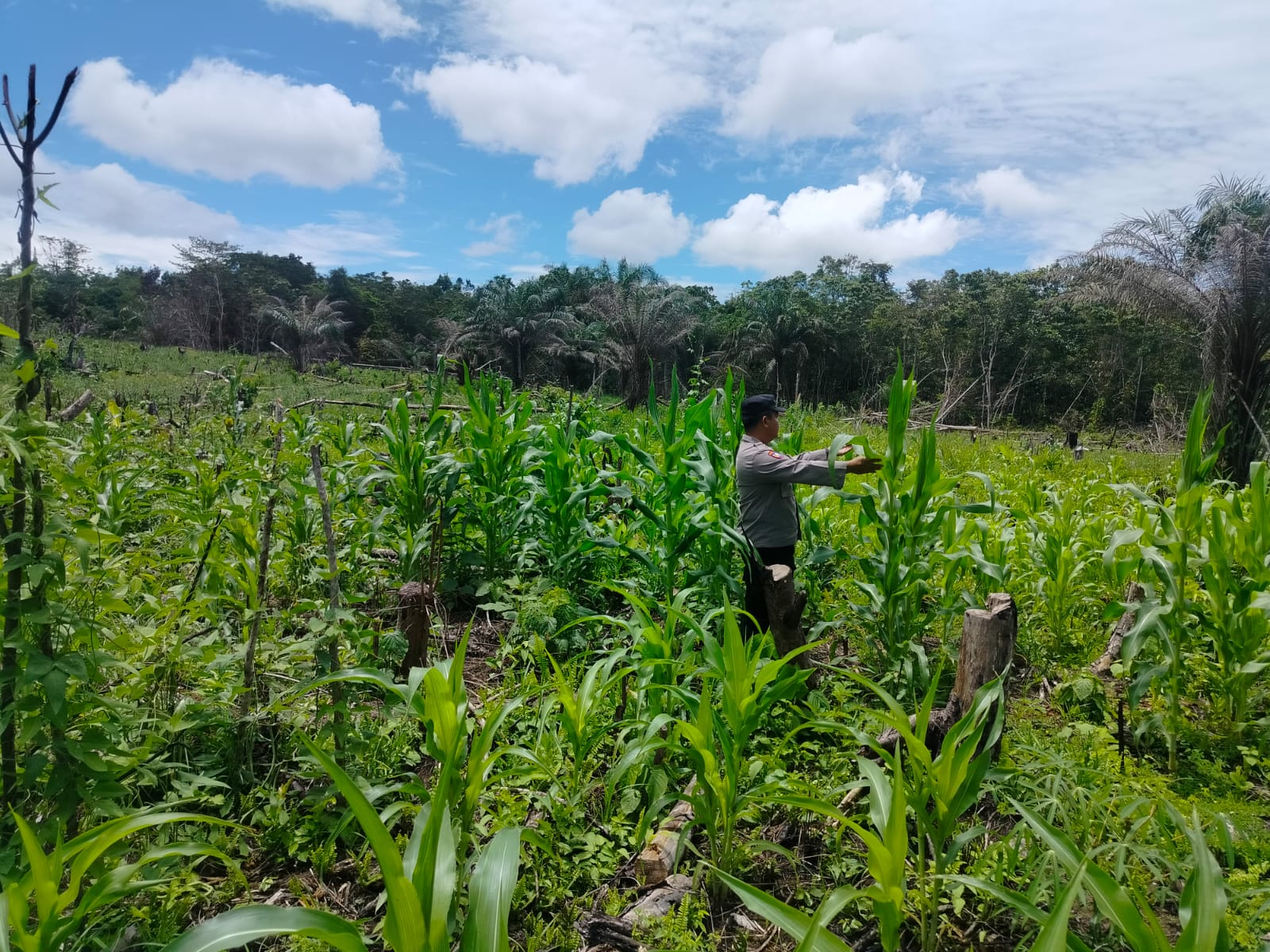 Dari Pekarangan ke Kemandirian: Polsek Marikit Gerakkan Lumbung Pangan Warga