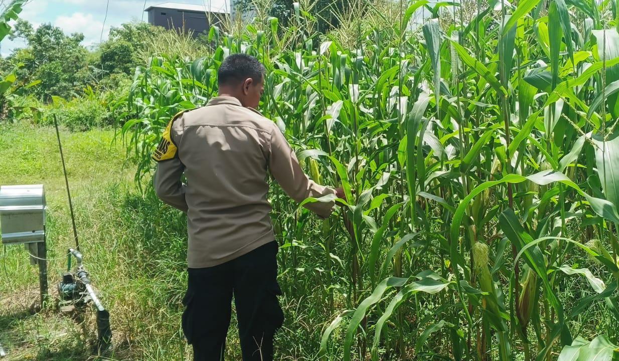 ‎Mendukung Ketahanan Pangan, Personil Polsek Katingan Hulu  Cek Lokasi Pemanfaatan Pekarangan Warga.