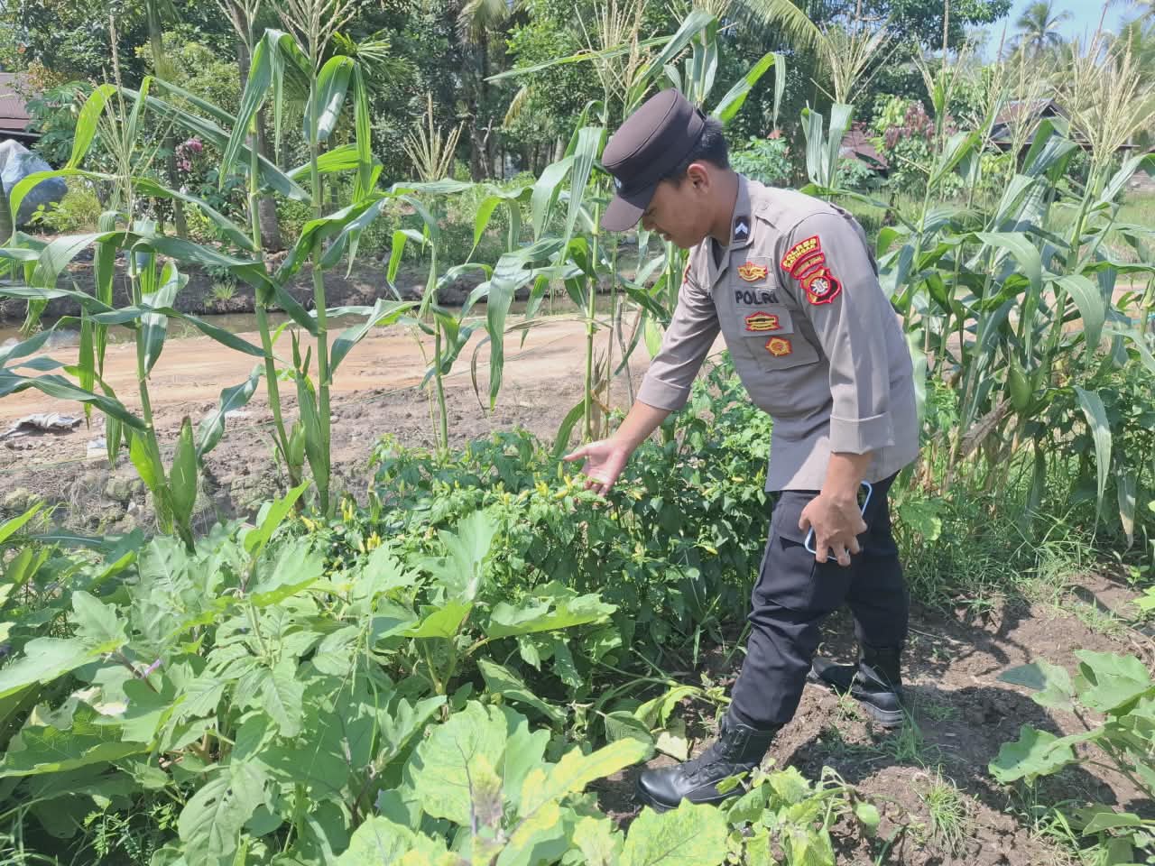 Mendukung ketahanan pangan, Personil Polsek Katingan Kuala cek lokasi pemanfaatan lahan warga berkebun holtikultura