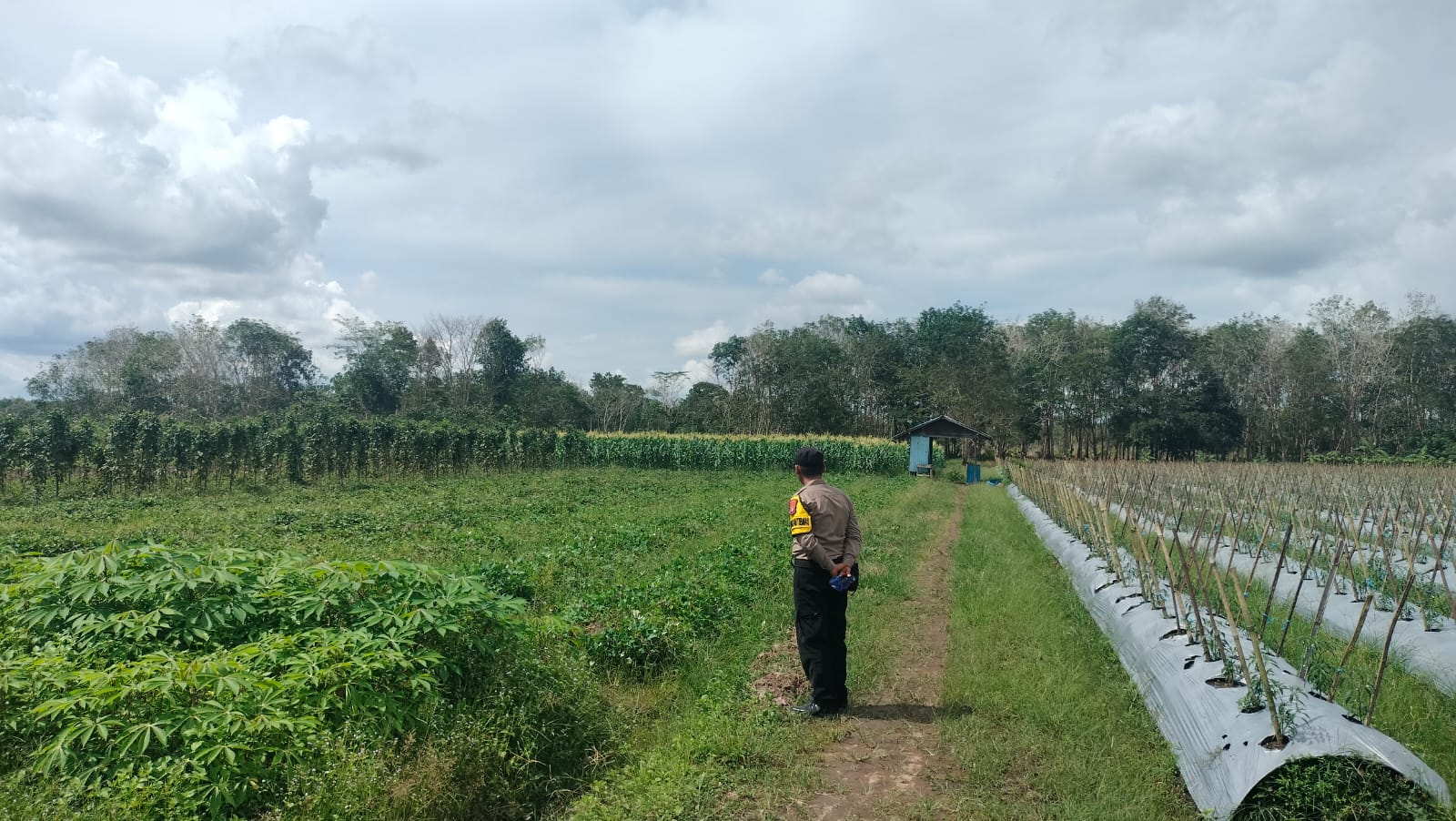 Dalam Rangka Mendukung Program Pemerintah, Bhabinkamtibmas Desa Mekartani Polsek Mendawai Cek Lokasi Pemanfaatan Lahan Pekarangan Warga