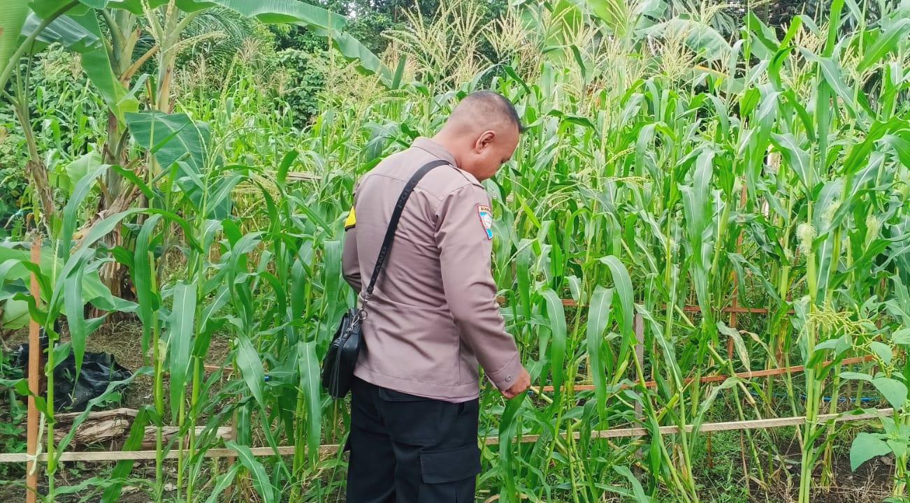 ‎Mendukung Ketahanan Pangan, Personil Polsek Katingan Hulu  Cek Lokasi Pemanfaatan Pekarangan Warga.