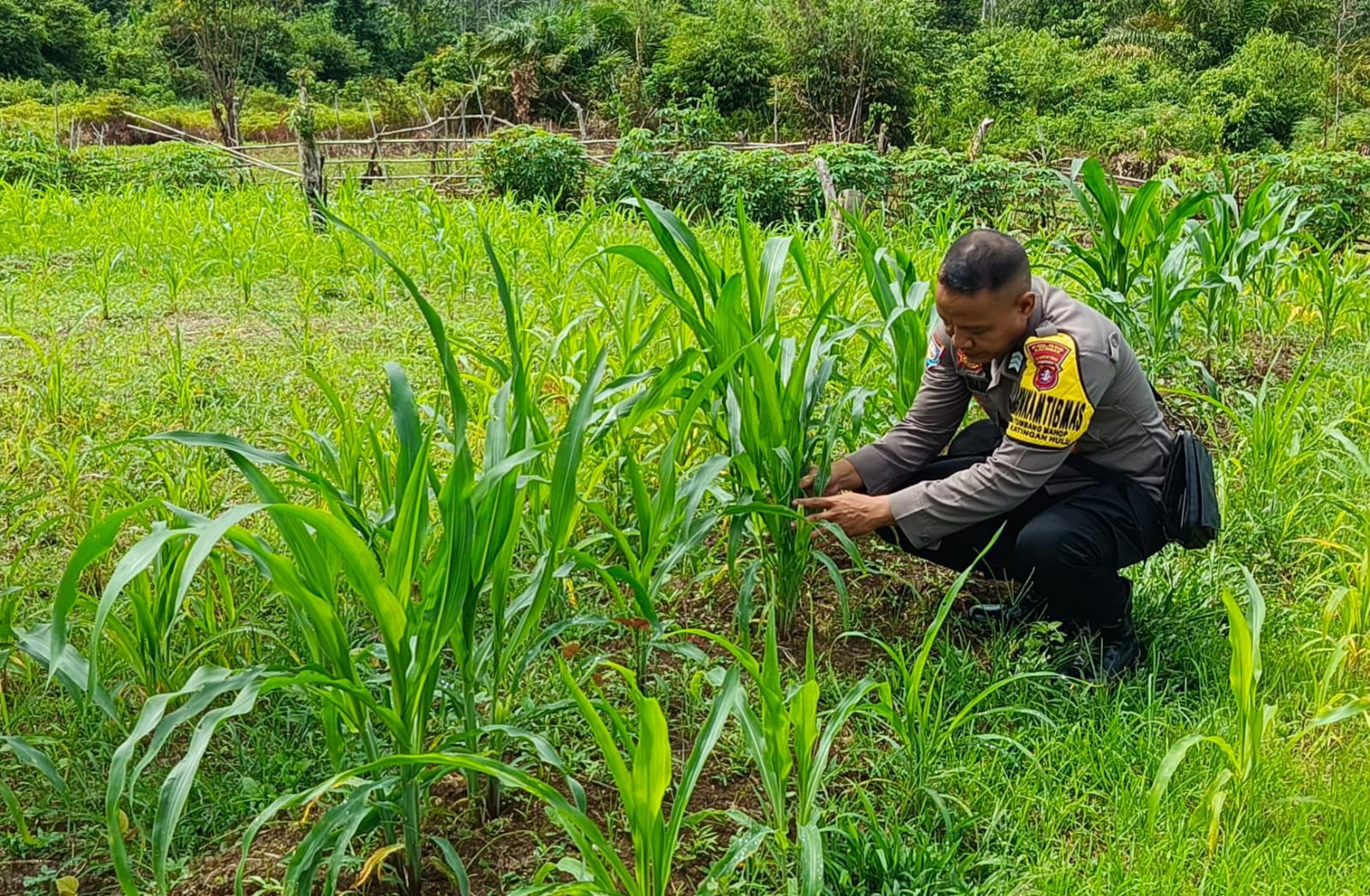 ‎Mendukung Ketahanan Pangan, Personil Polsek Katingan Hulu  Cek Lokasi Pemanfaatan Pekarangan Warga.