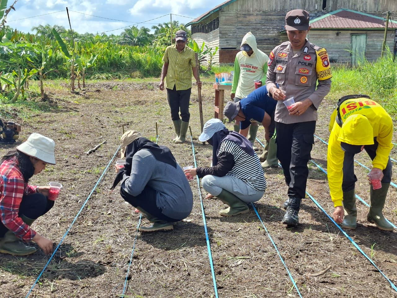 Bukti Dukungan Terhadap Program Pemerintah, Polsek Katingan Kuala Bersama PT. KMS Melaksanakan Penanaman Jagung Kuartal II Tahun 2026