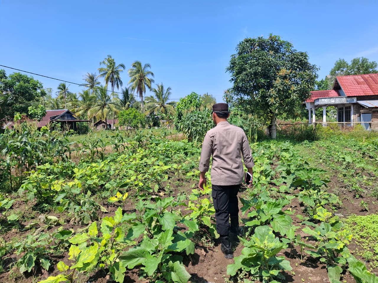 Mendukung ketahanan pangan, Personil Polsek Katingan Kuala cek lokasi pemanfaatan lahan warga berkebun holtikultura