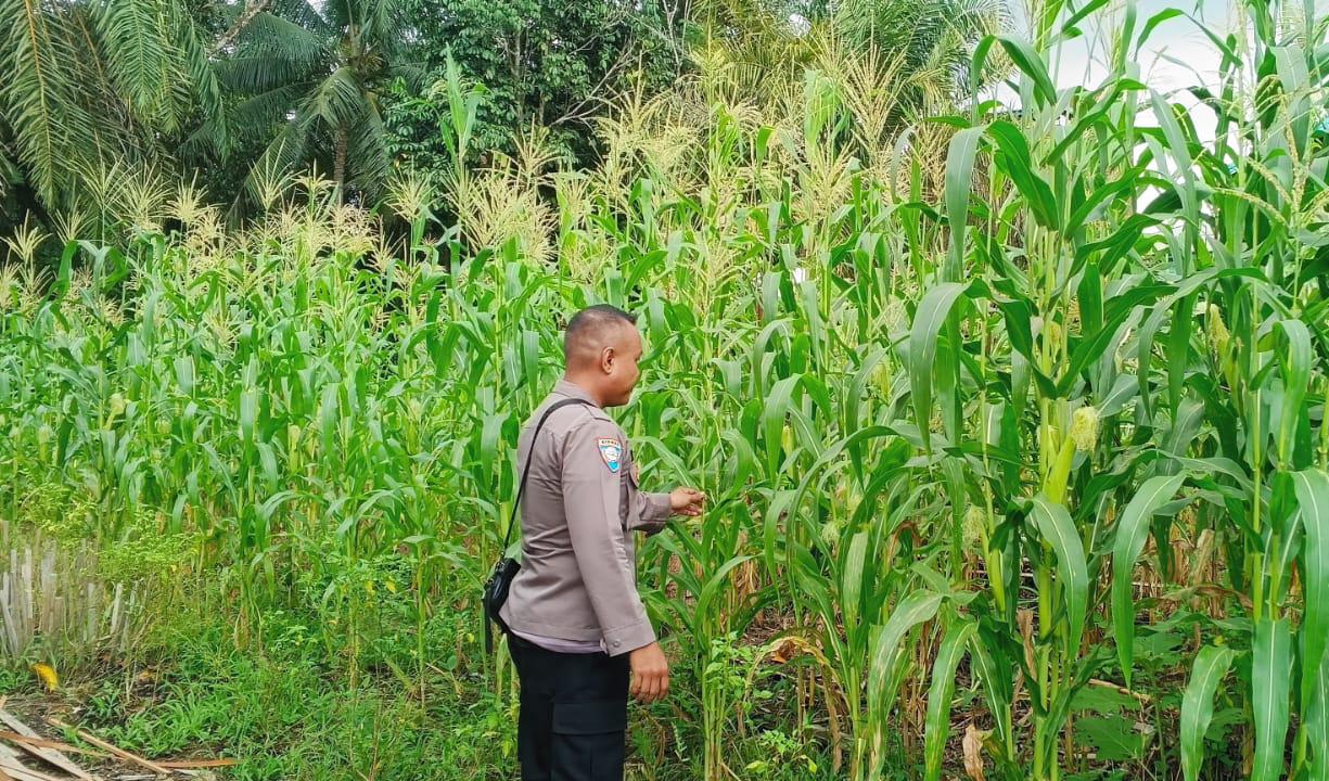 ‎Mendukung Ketahanan Pangan, Personil Polsek Katingan Hulu  Cek Lokasi Pemanfaatan Pekarangan Warga.