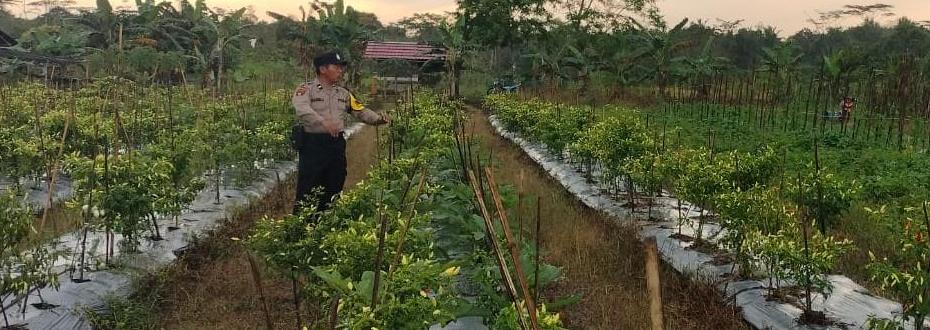 Bhabinkamtibmas Polsek Mendawai cek lokasi pemanfaatan Lahan dan perkarangan warga binaan.