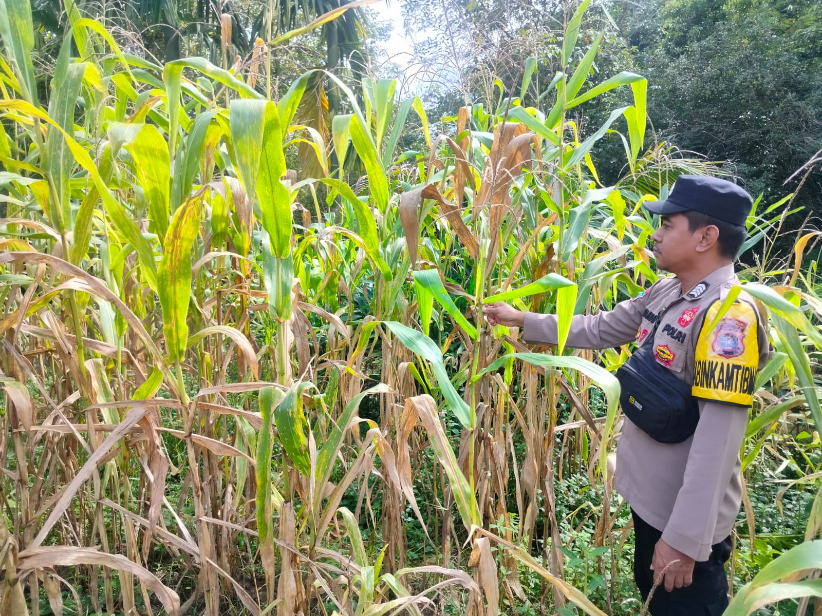 Komitmen Polsek Marikit Dukung Kebijakan Pemerintah di Bidang Ketahanan Pangan