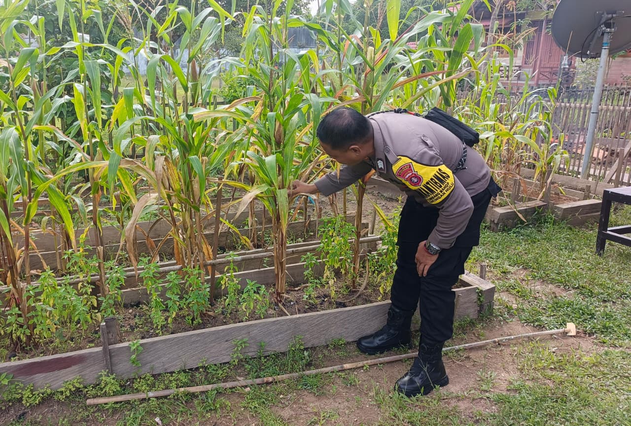 ‎Mendukung Ketahanan Pangan, Personil Polsek Katingan Hulu  Cek Lokasi Pemanfaatan Pekarangan Warga.