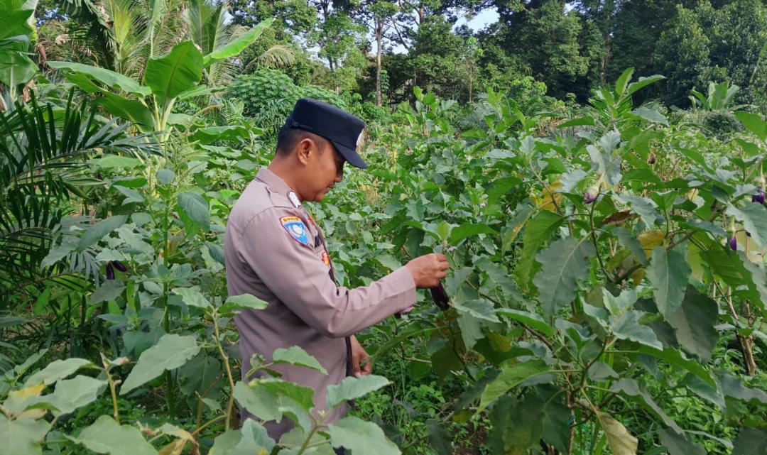 Mendukung Ketahanan Pangan, Personil Polsek sanaman mantikei Cek Lokasi Pemanfaatan Pekarangan Warga.