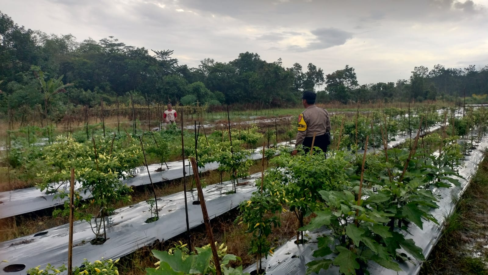 Dalam Rangka Mendukung Program Pemerintah, Bhabinkamtibmas Desa Mekartani Polsek Mendawai Cek Lokasi Pemanfaatan Lahan Pekarangan Warga