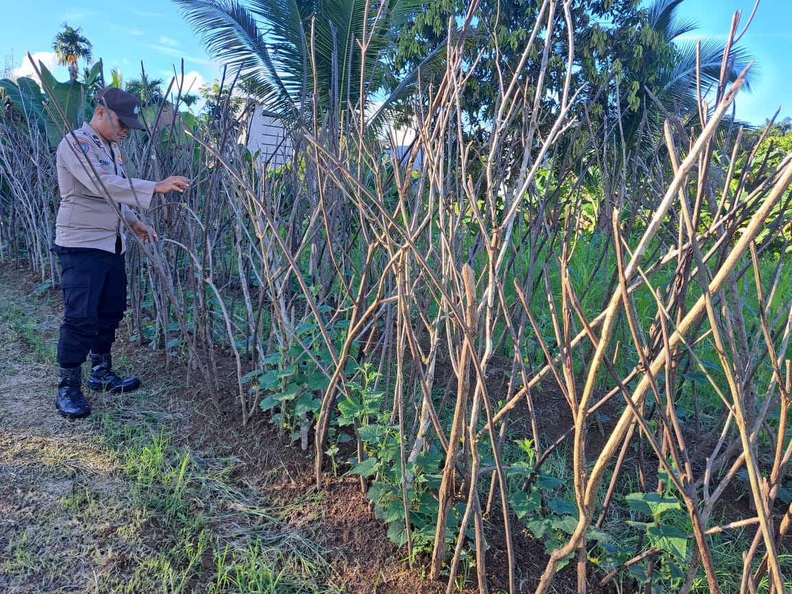 Mendukung Ketahanan Pangan, Personil Polsek Katingan Hulu dan Bukit Raya Cek Lokasi Pemanfaatan Pekarangan Warga.