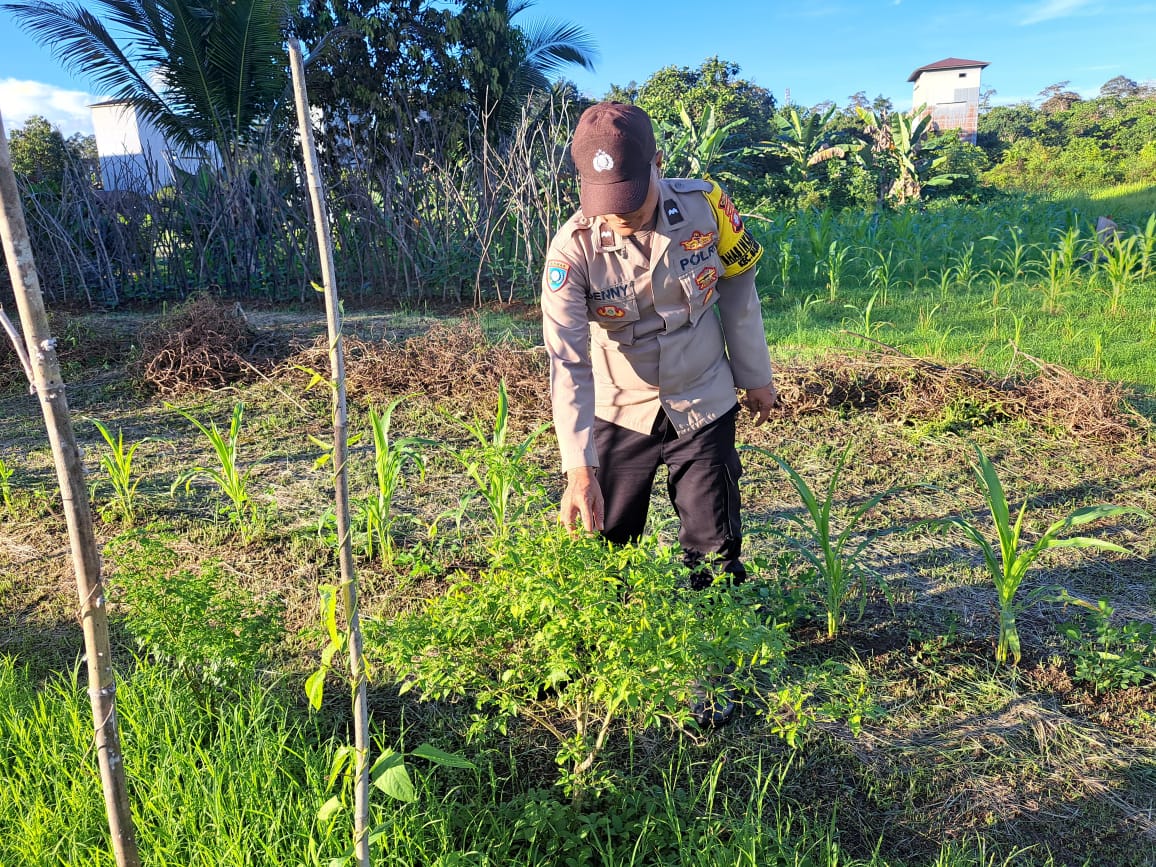 Perkuat Ketahanan Pangan Lokal, Polsek Marikit Monitoring Lahan Produktif Warga