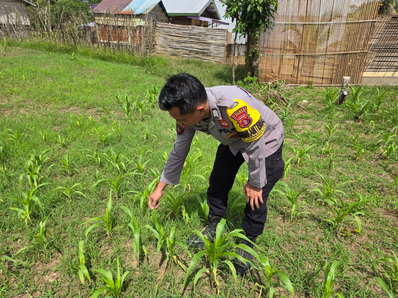 Mendukung Ketahanan Pangan, Personil Polsek Katingan Hulu  Cek Lokasi Pemanfaatan Pekarangan Warga.