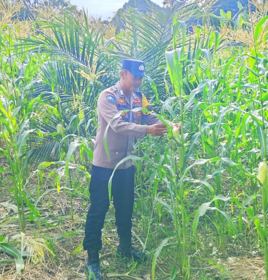 ‎Polsek Tewang Sangalang Garing dan Pulau Malan Imbau Warga Tingkatkan Pemanfaatan Lahan Untuk Ketahanan Pangan