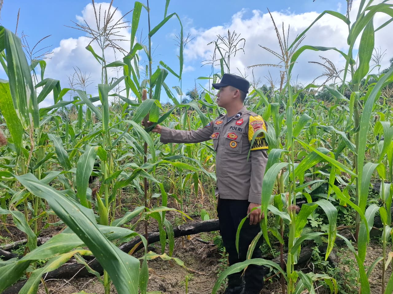 Dukung Ketahanan Pangan, Bhabinkamtibmas Polsek Lamandau Cek Perkembangan Tanaman Jagung Program 1 Desa 2 Hektare