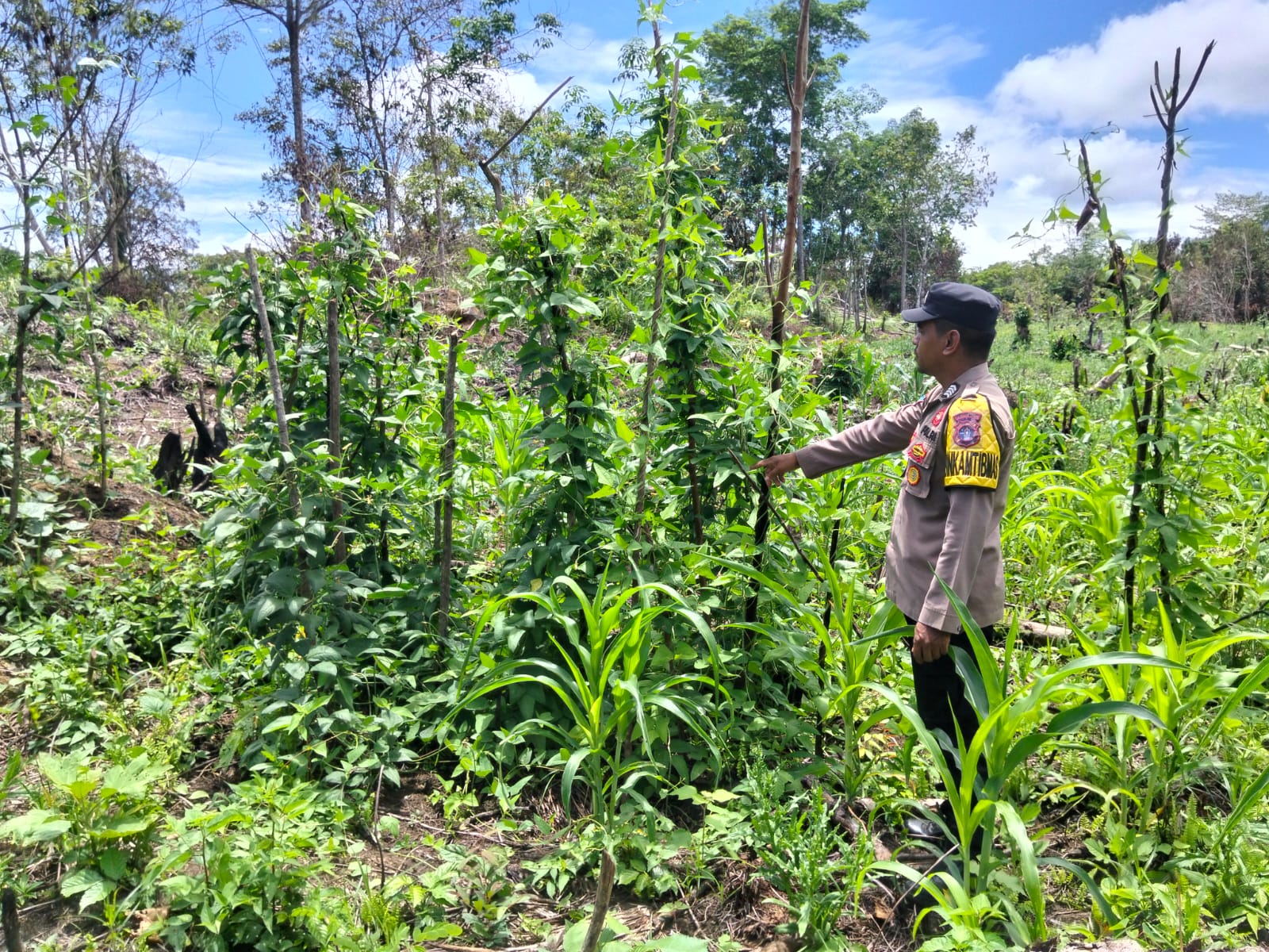 Kawal Pangan Lokal, Polsek Marikit Perkuat Pengelolaan Lahan Produktif Warga