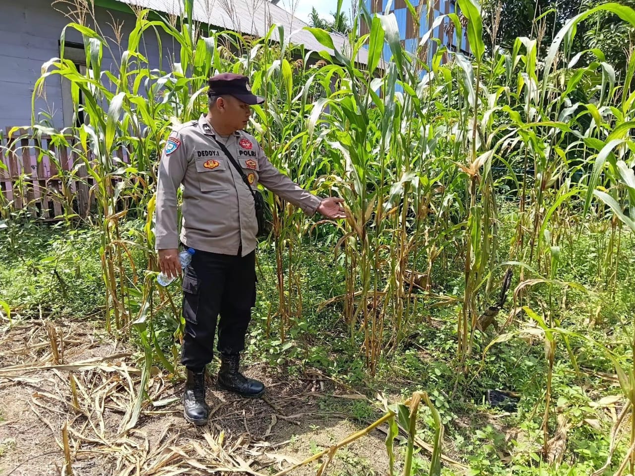 DUKUNG KETAHANAN PANGAN NASIONAL, POLSEK MARIKIT DAMPINGI PETANI DI TUMBANG HIRAN