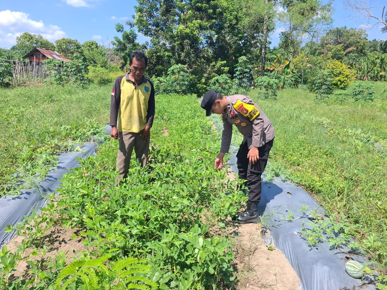 Dukung Ketahanan Pangan Keluarga, Bhabinkamtibmas Polsek Lamandau Sambangi Petani Kacang Tanah