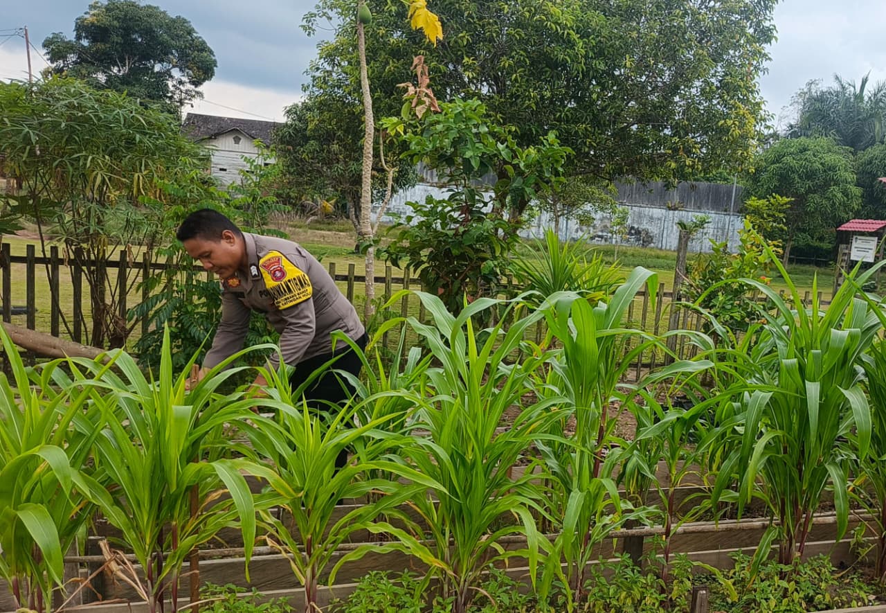 ‎Mendukung Ketahanan Pangan, Personil Polsek Katingan Hulu  Cek Lokasi Pemanfaatan Pekarangan Warga.