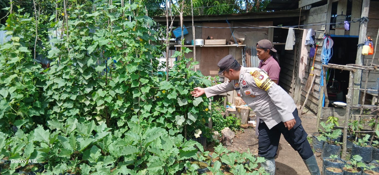 Bhabinkamtibmas Polres Lamandau Sambangi Pekarangan Bergizi, Dukung Ketahanan Pangan Nasional
