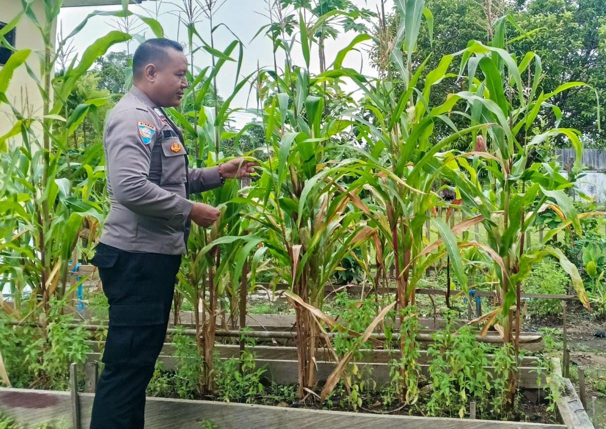 ‎Mendukung Ketahanan Pangan, Personil Polsek Katingan Hulu  Cek Lokasi Pemanfaatan Pekarangan Warga.