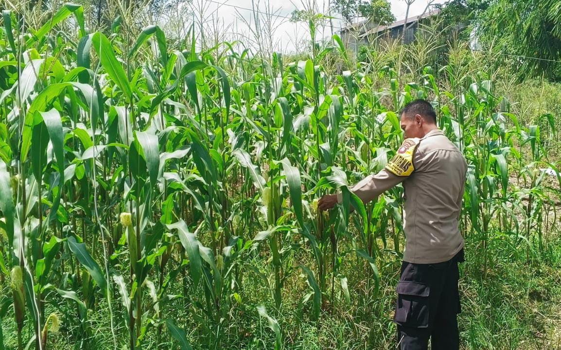 ‎Mendukung Ketahanan Pangan, Personil Polsek Katingan Hulu  Cek Lokasi Pemanfaatan Pekarangan Warga.