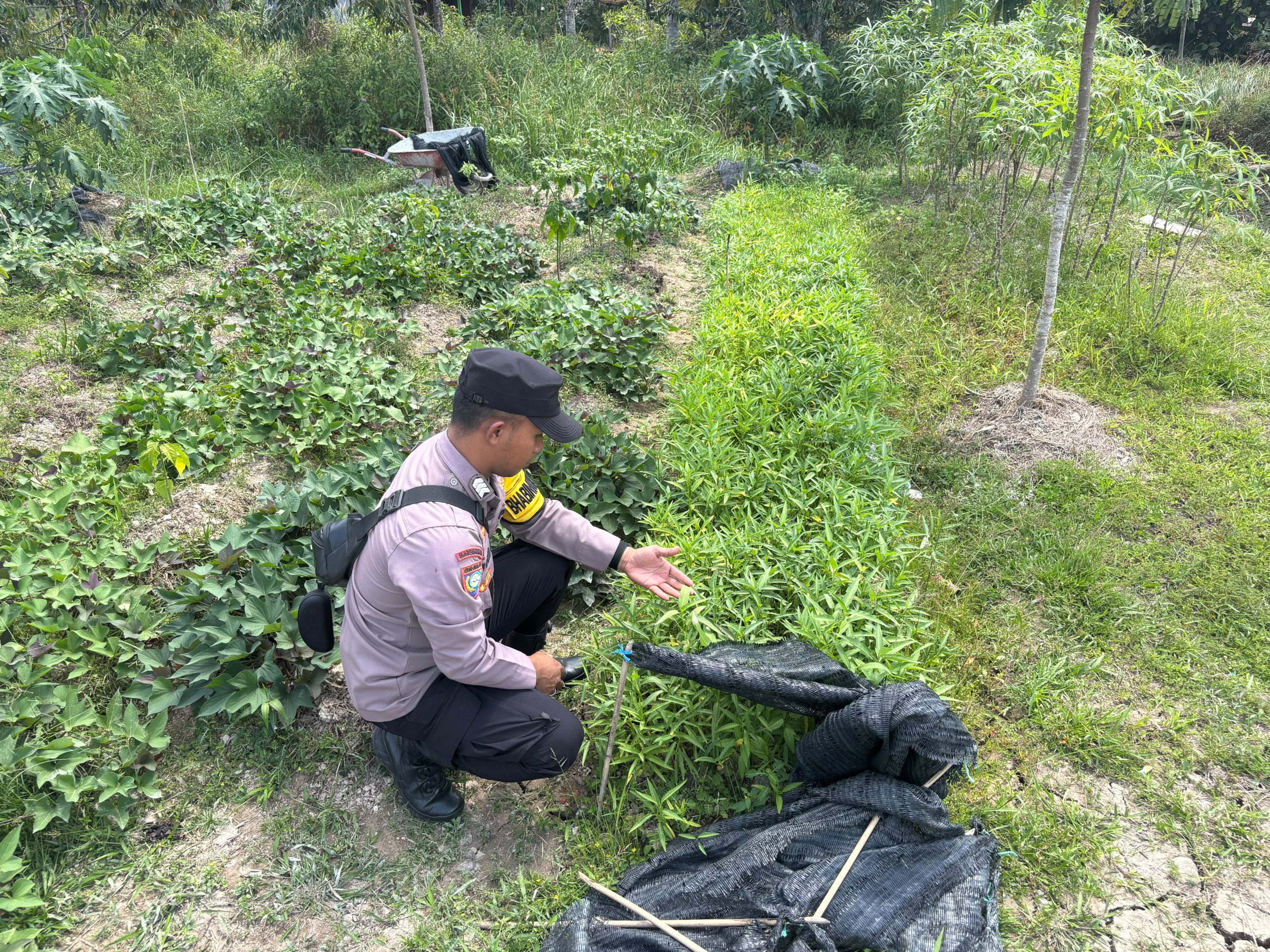 Bhabinkamtibmas Polsek Mendawai cek lokasi pemanfaatan pekarangan rumah warga binaan.