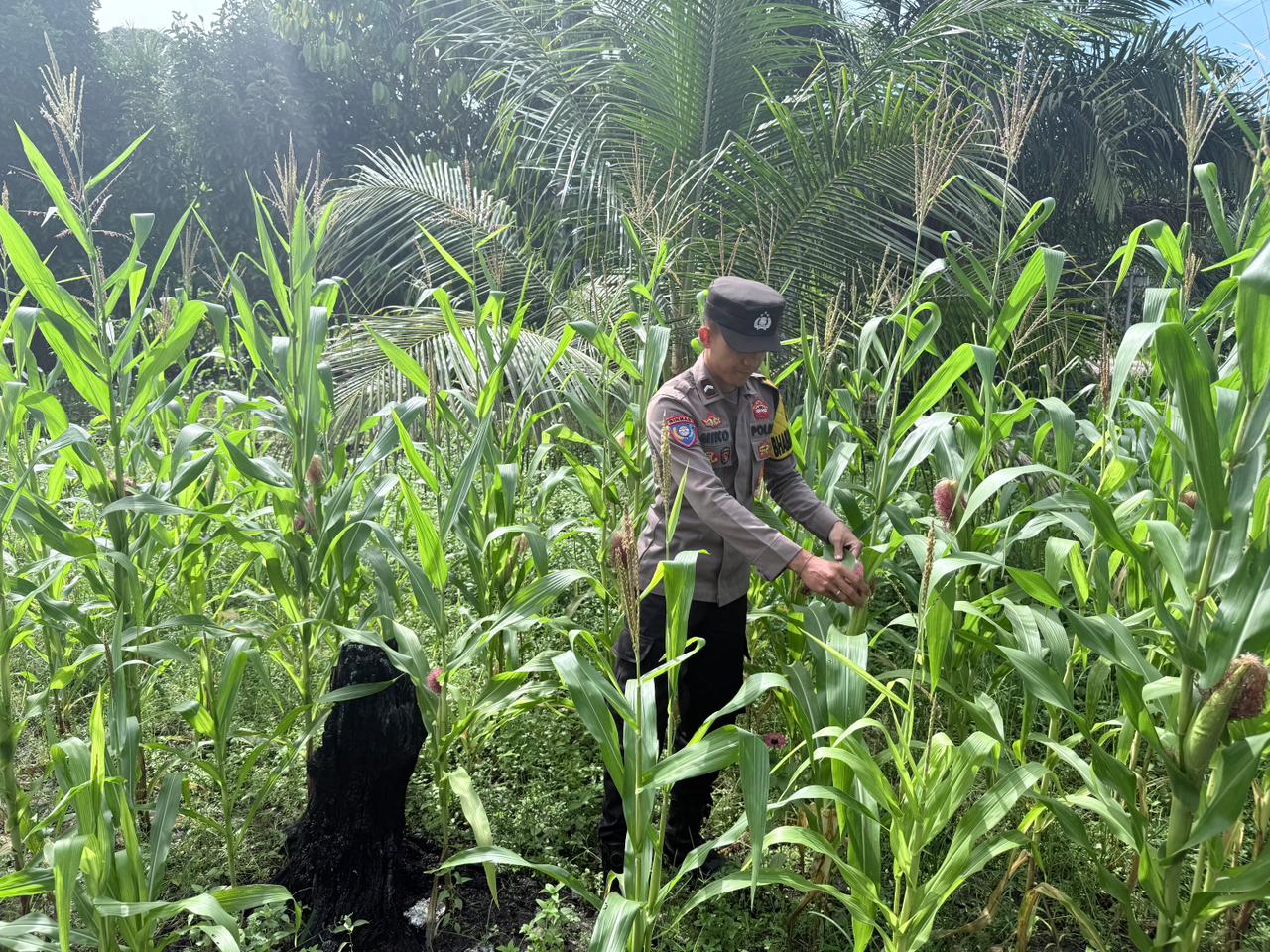 Polsek Tewang Sangalang Garing dan Pulau Malan imbau warga tingkatkan pemanfaatan lahan untuk ketahanan pangan