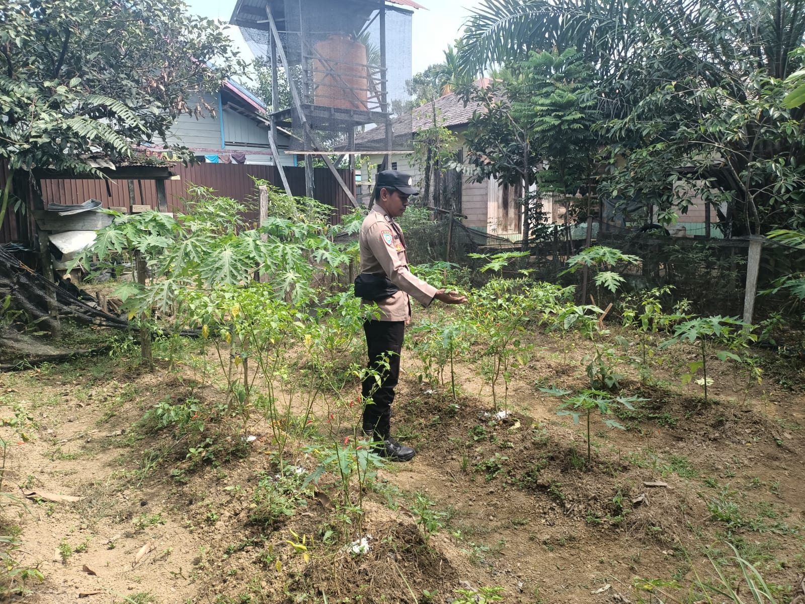 Polsek Marikit Merawat yang Tumbuh, Mengawal yang Belum Panen