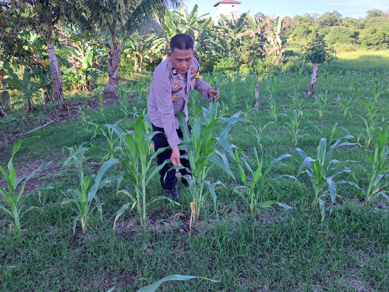 Mendukung Ketahanan Pangan, Personil Polsek Katingan Hulu dan Bukit Raya Cek Lokasi Pemanfaatan Pekarangan Warga.