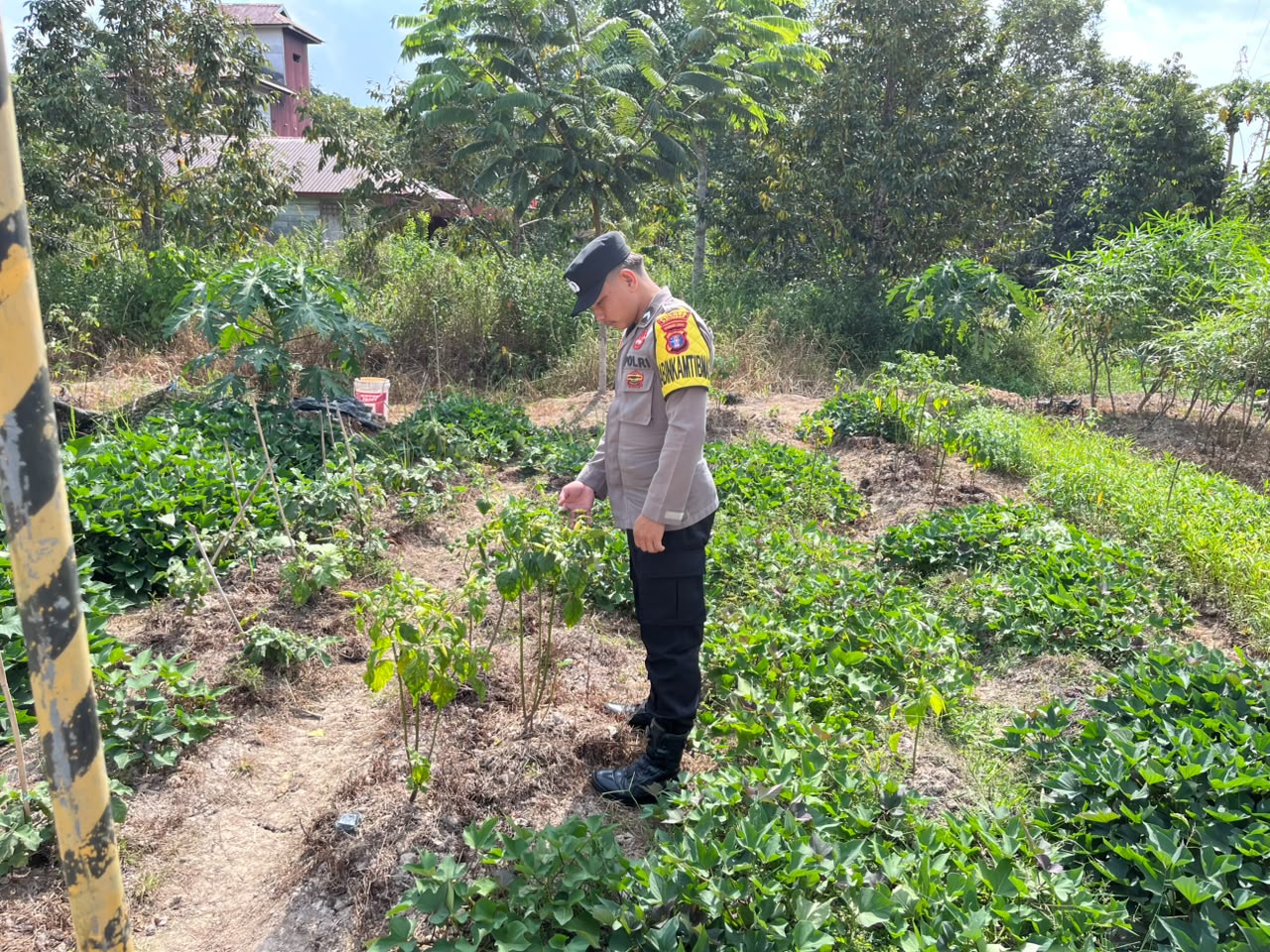 Mendukung Ketahanan Pangan, Personil Polsek sanaman mantikei dan petak malai Cek Lokasi Pemanfaatan Pekarangan Warga.