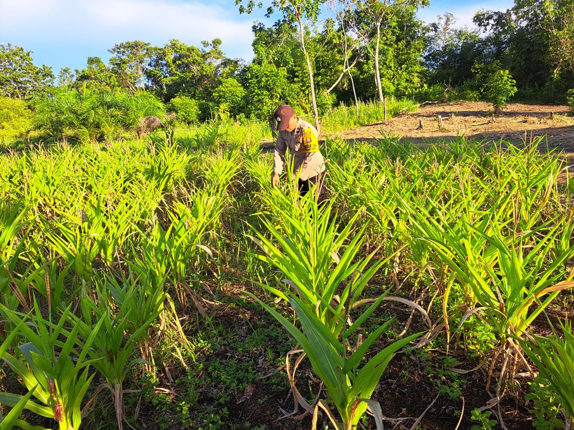 Dalam Rangka Mendukung Program Pemerintah, Bhabinkamtibmas Desa Mendawai Polsek Mendawai Cek Lokasi Pemanfaatan Lahan Pekarangan Warga