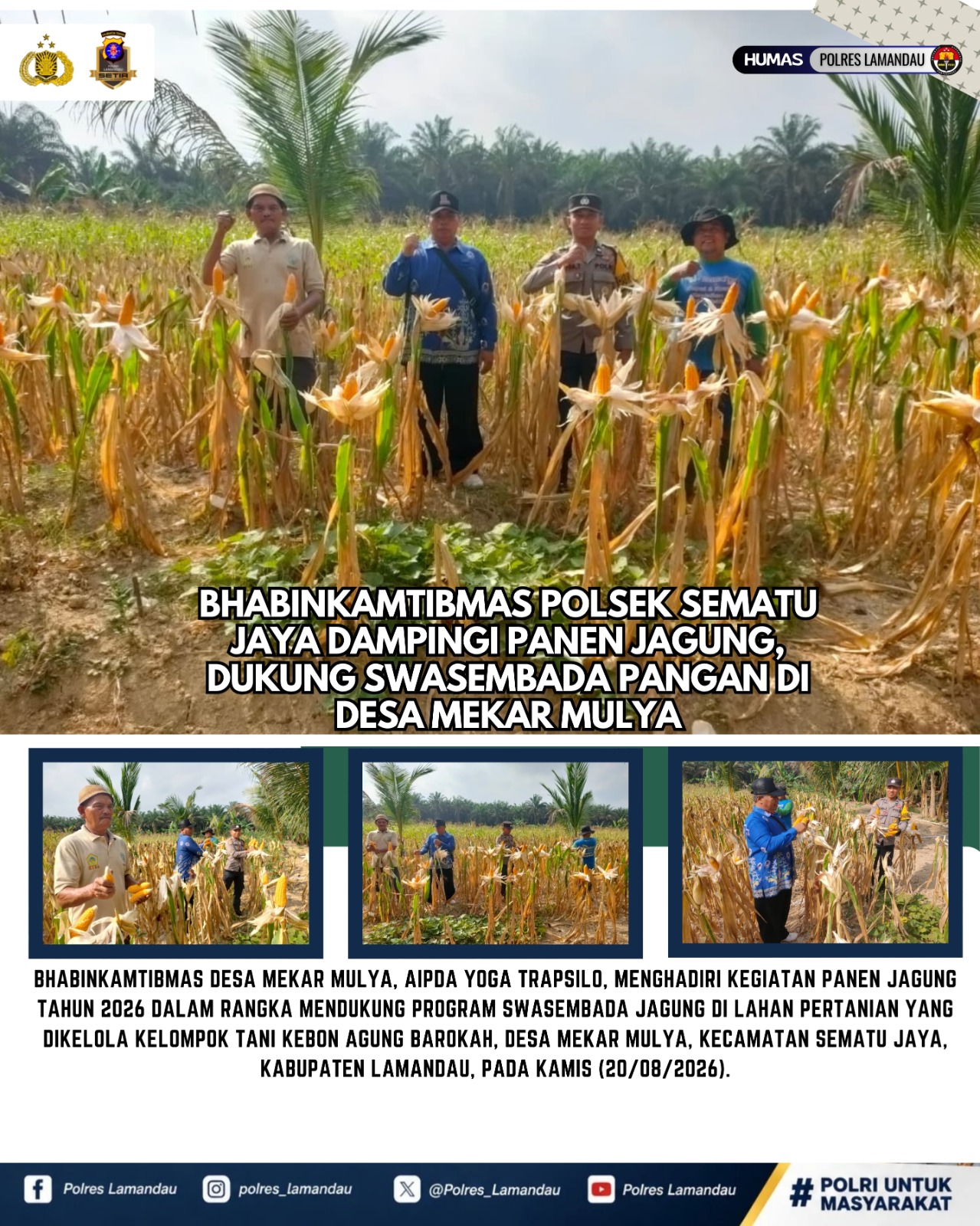 Bhabinkamtibmas Polsek Sematu Jaya Dampingi Panen Jagung, Dukung Swasembada Pangan di Desa Mekar Mulya