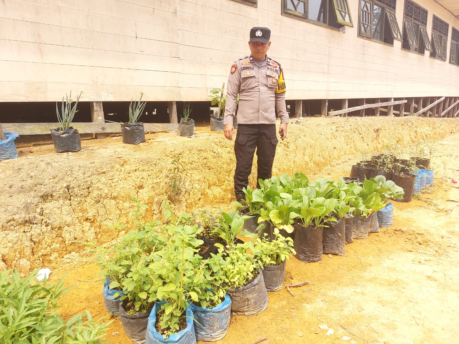 DUKUNG KETAHAN PANGAN, POLSEK MARIKIT DAMPINGI KELOMPOK TANI DI DESA TUMBANG HIRAN
