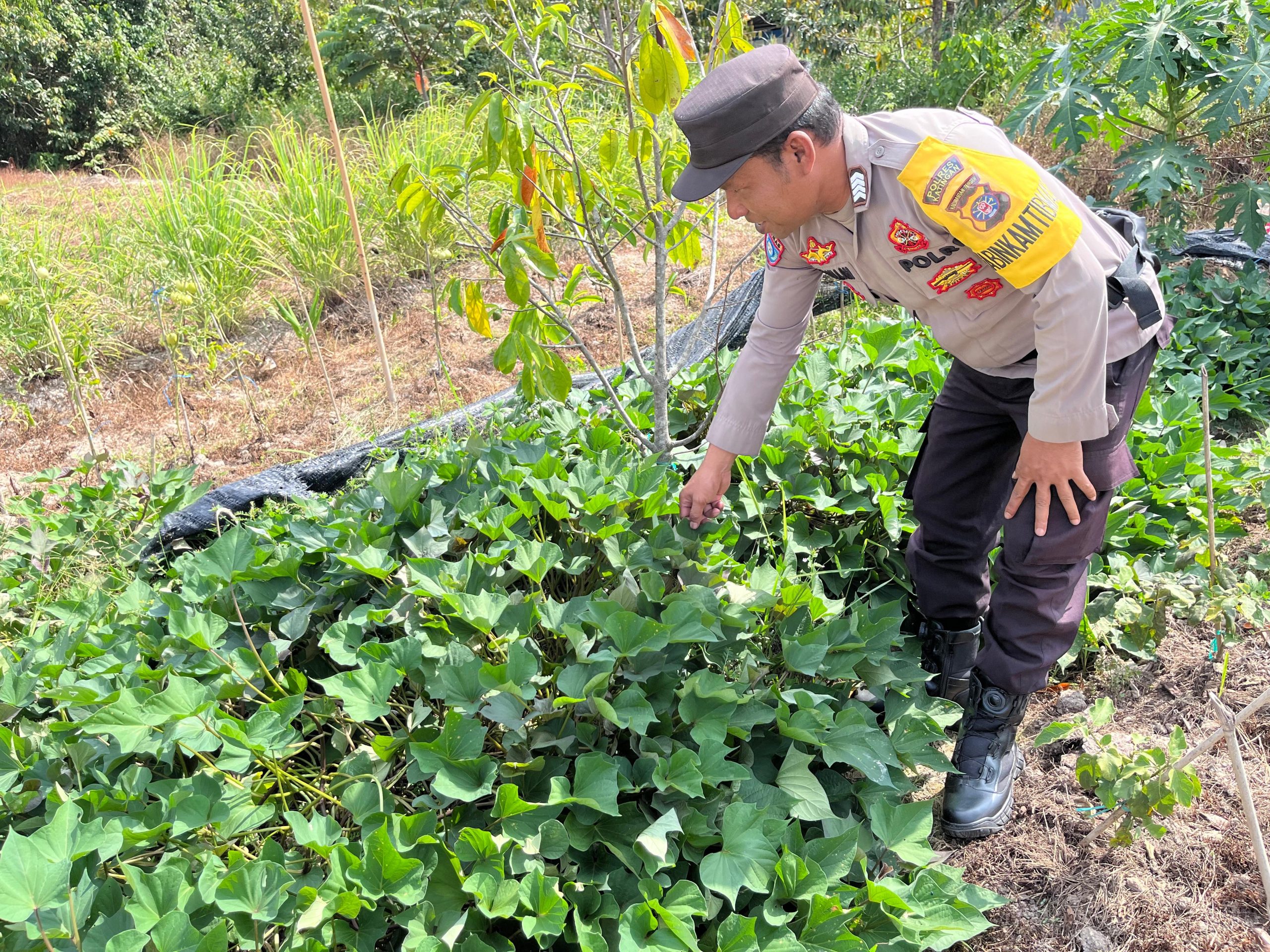 Dalam Rangka Mendukung Program Pemerintah, Bhabinkamtibmas Desa Tewang Kampung Polsek Mendawai Cek Lokasi Pemanfaatan Lahan Pekarangan Warga