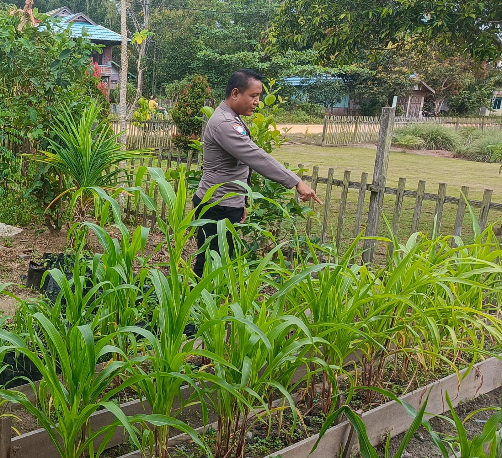 ‎Mendukung Ketahanan Pangan, Personil Polsek Katingan Hulu  Cek Lokasi Pemanfaatan Pekarangan Warga.