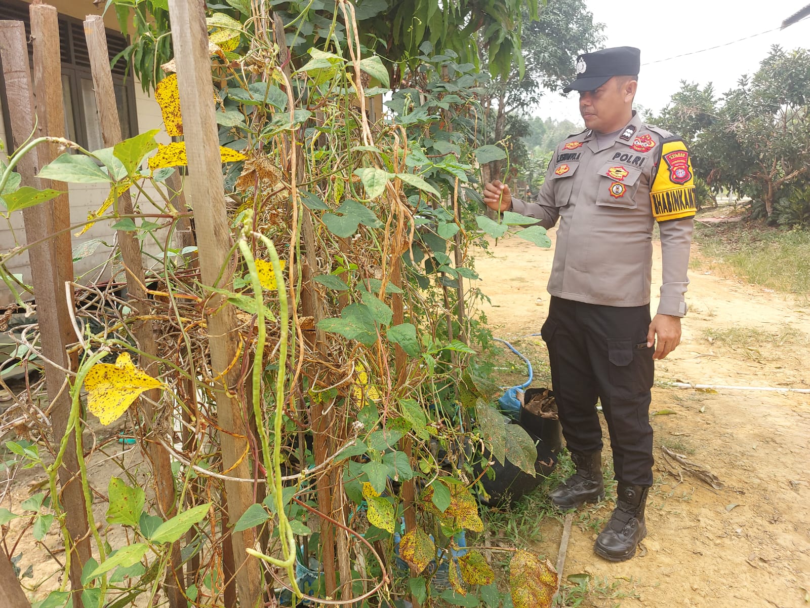 DUKUNG KETAHAN PANGAN, POLSEK MARIKIT DAMPINGI KELOMPOK TANI DI DESA TUMBANG HIRAN