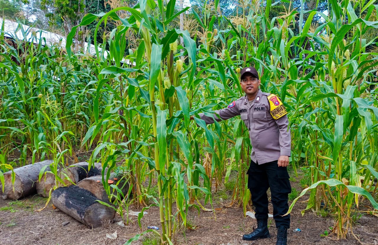 ‎Mendukung Ketahanan Pangan, Personil Polsek Katingan Hulu Cek Lokasi Pemanfaatan Pekarangan Warga.