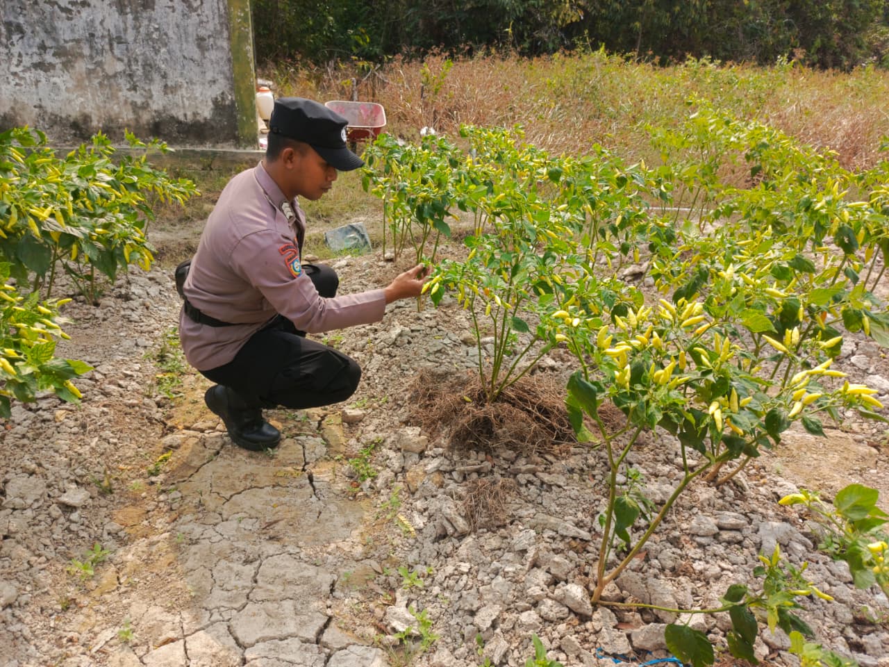 Bhabinkamtibmas Polsek Mendawai cek lokasi pemanfaatan pekarangan rumah warga binaan.