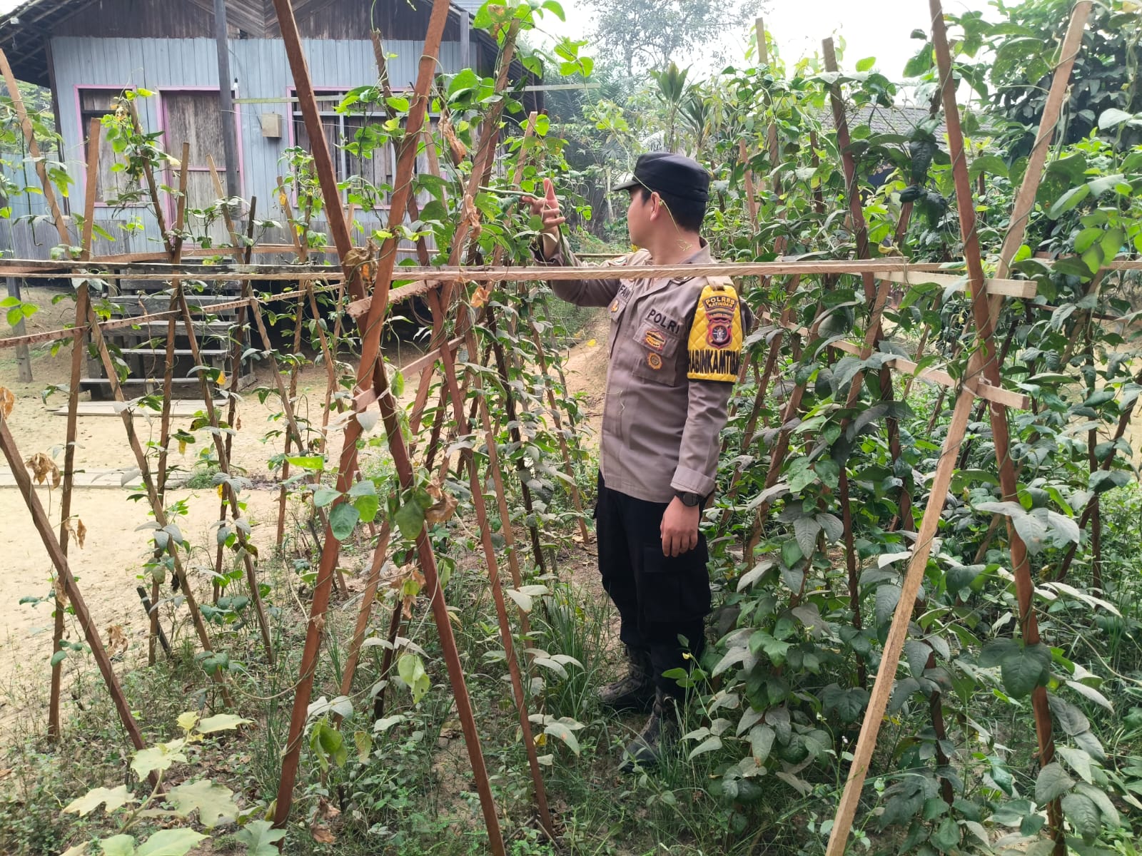Perkuat Ketahanan Pangan Nasional, Polsek Marikit Dampingi Petani dan Monitoring Pekarangan Bergizi