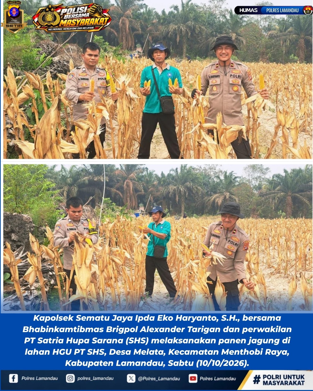 Dukung Swasembada Jagung, Polsek Sematu Jaya Panen Bersama di Desa Melata