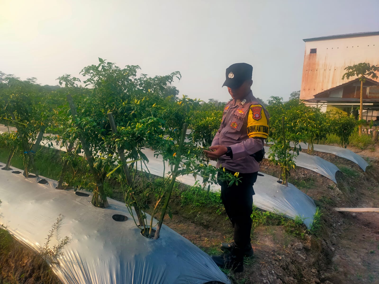 Bhabinkamtibmas Polsek Mendawai cek lokasi pemanfaatan pekarangan rumah warga binaan.